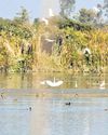 Himalayan snowfall heralds arrival of migratory birds in U’khand wetlands13