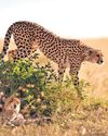 A ‘frozen’ sperm bank of hope in the race to save cheetahs A ‘frozen’ sperm bank of hope in the race to save cheetahs21