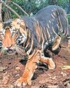 10 tiger deaths in 27 days: MP HC seeks report10