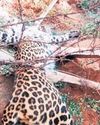 2-year-old leopard trapped in wire fence in Kovai village dies 2-year-old leopard trapped in wire fence in Kovai village dies3