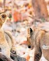 4 cubs dead, 17 lions isolated amid infection scare 4 cubs dead, 17 lions isolated amid infection scare10