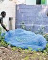 Endangered porcupine spotted in Kovai city