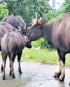 Foresters search for injured gaur as video goes viral