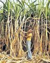 Sugarcane fields inundated by Fengal, mill postpones crushing operations