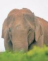 Solar fencing to stop wild elephants from entering villages in J’khand Solar fencing to stop wild elephants from entering villages in J’khand20