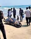 Carcass of 13-foot whale washed ashore in V’puram2