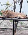 Vandalur zoo to restart lion breeding programme as Asiatic pair arrives from Indore1