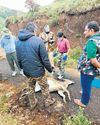 Female Nilgiri Tahr dies hours after sedation to fix radio collar at MTR