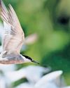 Arctic tern makes pit stop in Puthalam on 70,000km trip between north & south poles The New Indian Express Nagapattinam