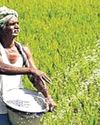 C'garh govt's paddy procurement drive at MSP begins today