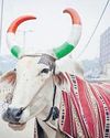 C'garh to paint horns of stray cattle to minimise road accidents at night