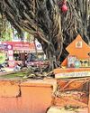 REVIVING THE VANISHING KATTES OF MANGALURU