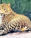 Foresters allay fears over leopard sighting