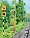 Rlys plans AI cameras to locate wildlife from 500m away to curb track mishaps9