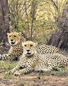 National tiger body to help create MP-Rajasthan cheetah corridor3