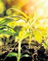 The science behind healthy plants12