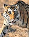 West Asia spoofing blamed for death of radio-collared tiger in MP’s Satpura4
