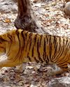 Man-eating tigers keep dominance in captivity