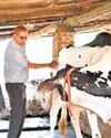 From Gujarat school dropout to dairy trailblazer17