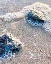 Centre makes draft rules for control of coastal oil lumps7