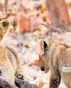 4 cubs dead, 17 lions isolated amid infection scare 4 cubs dead, 17 lions isolated amid infection scare12