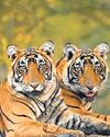 Joy in J’khand as new tiger confirmed in Palamu, total count reaches seven Joy in J’khand as new tiger confirmed in Palamu, total count reaches seven6