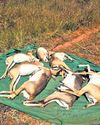 The New Indian Express Belagavi