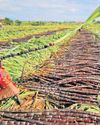 B’gavi leads plan to turn cane trash into fertiliser The New Indian Express Shivamogga
