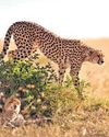 A ‘frozen’ sperm bank of hope in the race to save cheetahs16