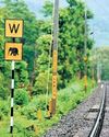 Rlys plans AI cameras to locate wildlife from 500m away to curb track mishaps8