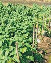 CYCLONE FENGAL DAMAGES BRINJAL CROP ON 70 ACRES IN UDUPI DIST