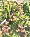 Weather change stunts lychee yield