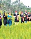 Kodagu: Farmers celebrate harvest festival with gaiety