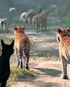 Discipline of compassion: Keep the dogs away from the tigers, please Discipline of compassion: Keep the dogs away from the tigers, please2