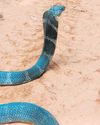 16-ft long king cobra rescued in Ankola