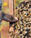 ARAKU EMERGES AS HONEY PRODUCTION HUB, BOOST TO LOCAL ECONOMY