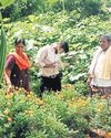 ANANTAPUR FARMER'S 365-DAY KITCHEN GARDEN A MODEL OF SELF-SUFFICIENCY