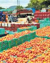 Rayalaseema tomato farmers in distress as prices slump