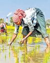 Natural Vs Conventional: Study finds new social structure in farming practices12
