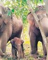 'Elephant population in AP nearly doubles' 'Elephant population in AP nearly doubles'1