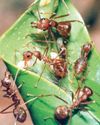 Where have all the ants gone from our urban landscapes? The New Indian Express Vishakapatnam