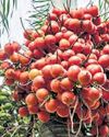 Arecanut cultivation in Karnataka is risky, diversification need of the hour12