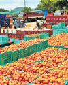 Rayalaseema tomato farmers in distress as prices slump to ₹1 a kg