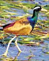 Kumaon mountains welcome migratory birds