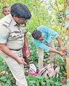 Tiger sighting: Darapalli waterfalls shut temporarily