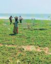 'Great Green Wall' to fortify North Andhra coast1