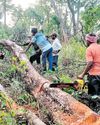 DFO: Clearing of uprooted trees underway, logs to be auctioned soon