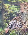 Contraceptives to manage leopard population4