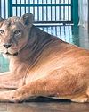 T'Puram Zoo sources meds from US to treat Gracy