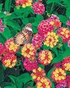 Invasive Lantana climbing higher, Himalayan ecosystems under siege9